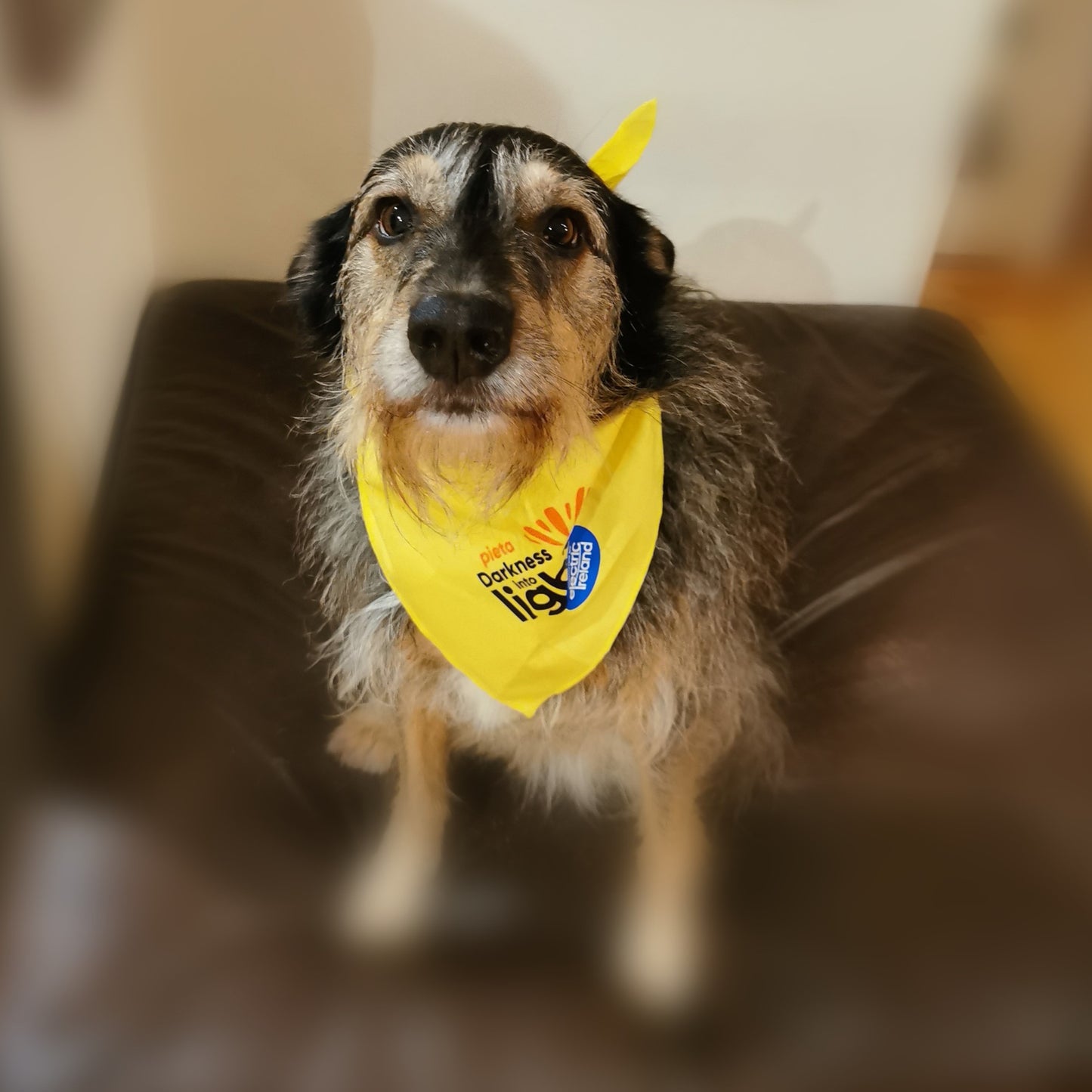DIL Bandana