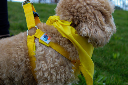 DIL Dog Harness & Lead