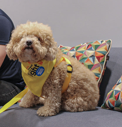 DIL Dog Harness & Lead